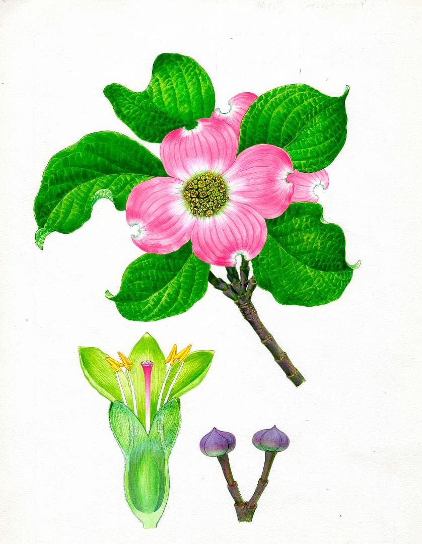 【絵画】ボタニカルアート「アメリカハナミズキ」原画