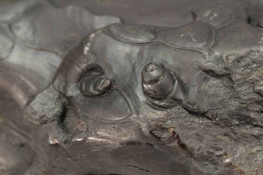 中国美術 硯 蓮 端渓 紫檀箱 文房具(K-LC729)