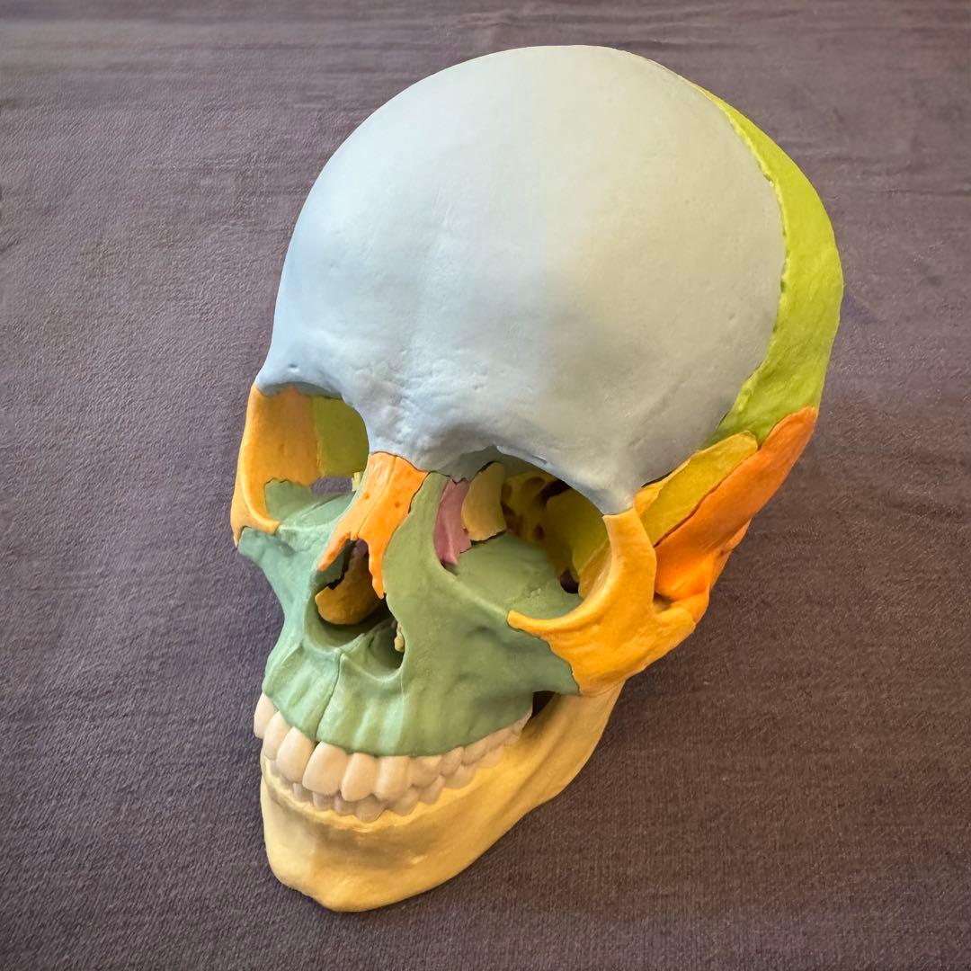 ERLER ZIMMER ２２分割 マグネット式頭蓋骨模型