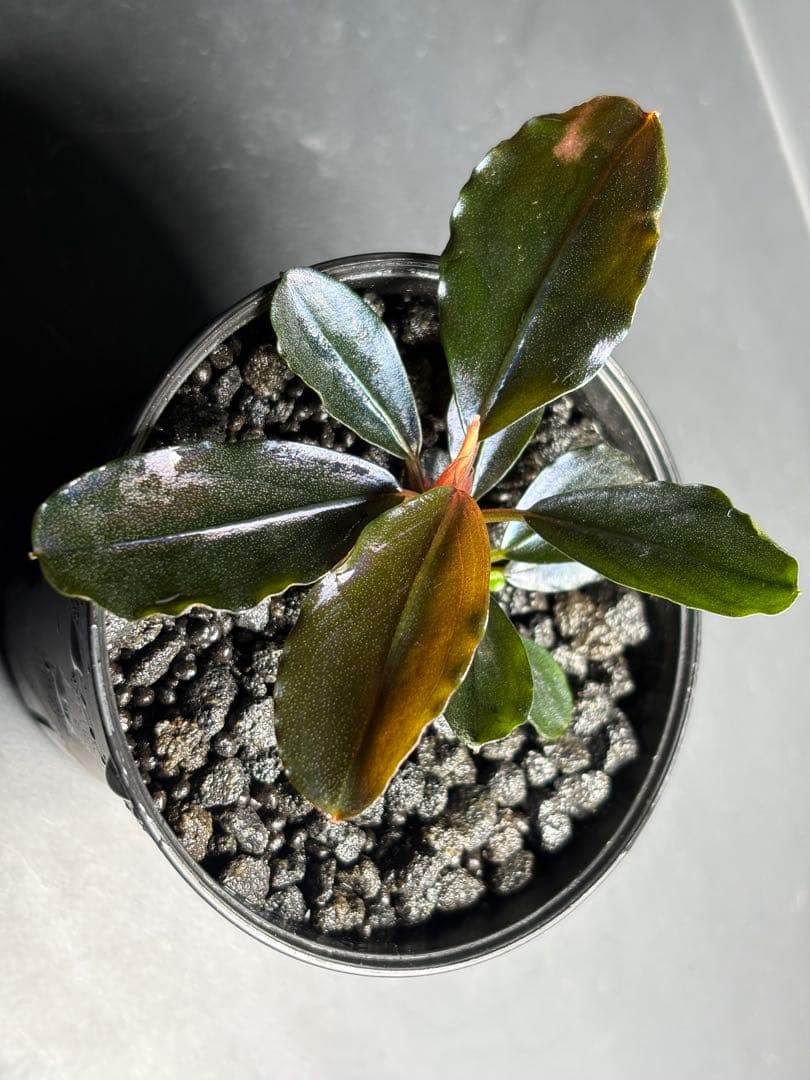 水草 Bucephalandra sp. Blue Melon