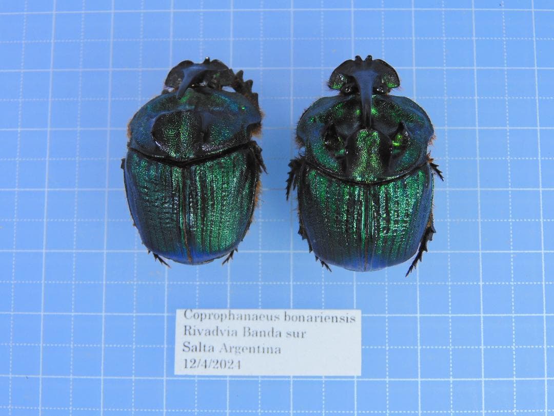 標本 Coprophanaeus bonariensis 33mm 32mm
