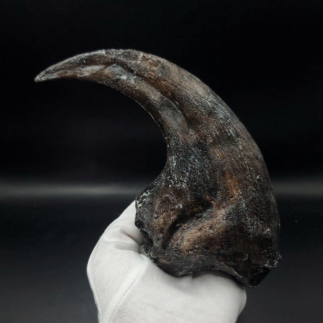 アロサウルス 爪 化石 レプリカ 約163.34mm arr12