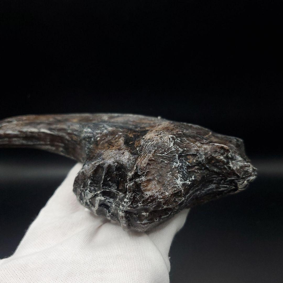 アロサウルス 爪 化石 レプリカ 約163.34mm arr12