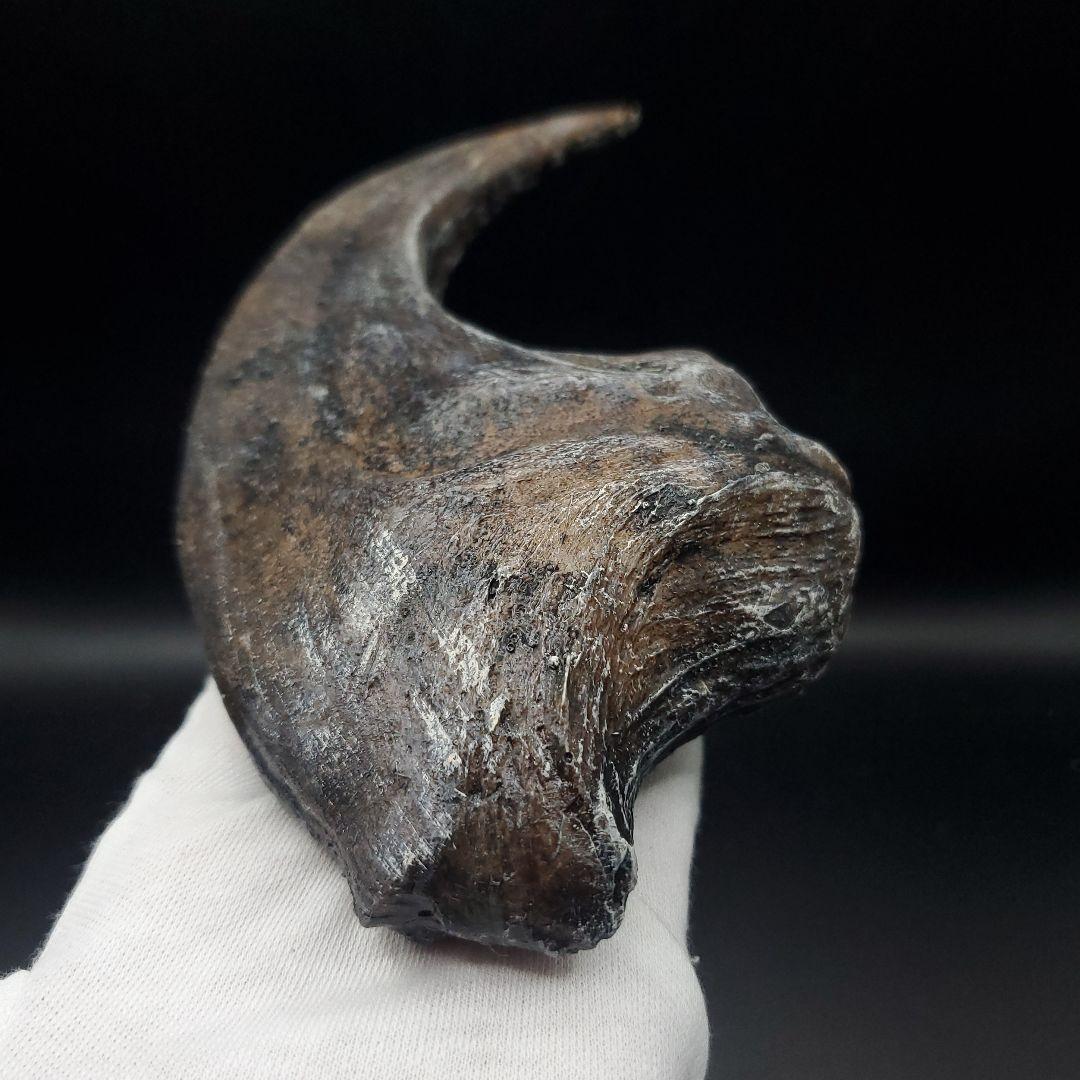 アロサウルス 爪 化石 レプリカ 約163.34mm arr12