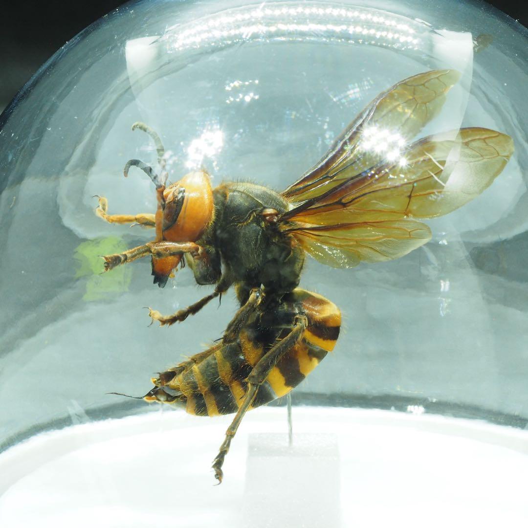 オオスズメバチ　女王蜂　立体標本2503