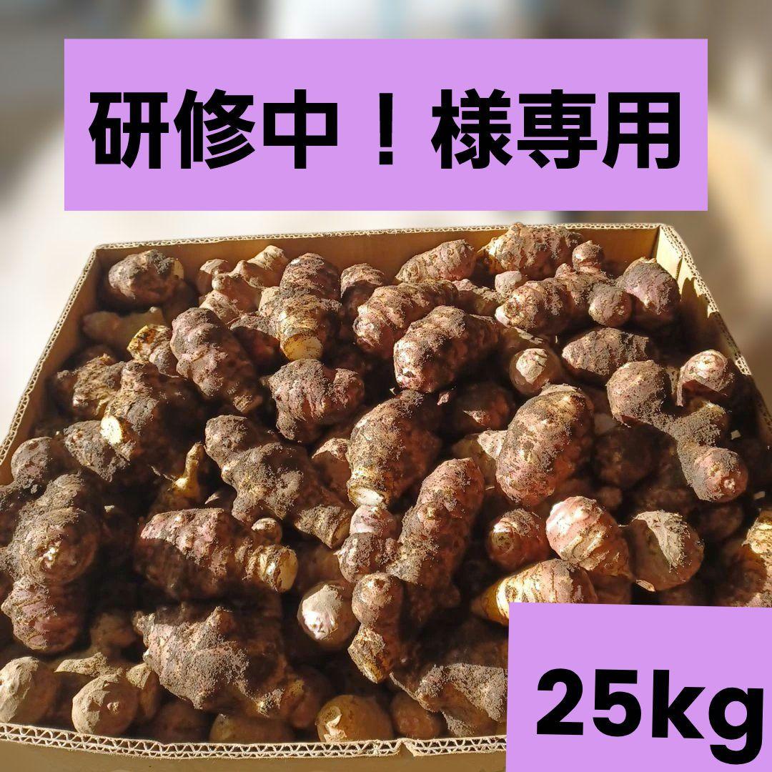 研修中！ 紫菊芋農薬不使用(土付き) 25kg(風袋込)　160サイズ