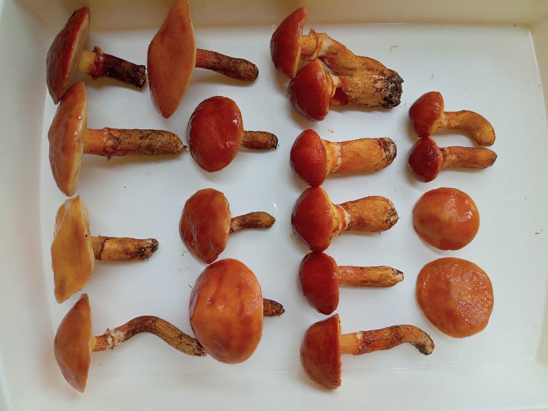 天然きのこ　北海道産落葉きのこ 1000g 　ハナイグチ　ほっぷまむ 