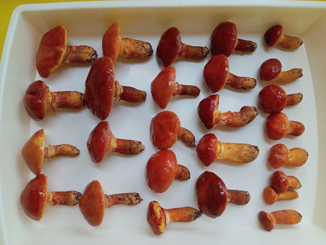 天然きのこ　北海道産落葉きのこ 1000g 　ハナイグチ　ほっぷまむ 