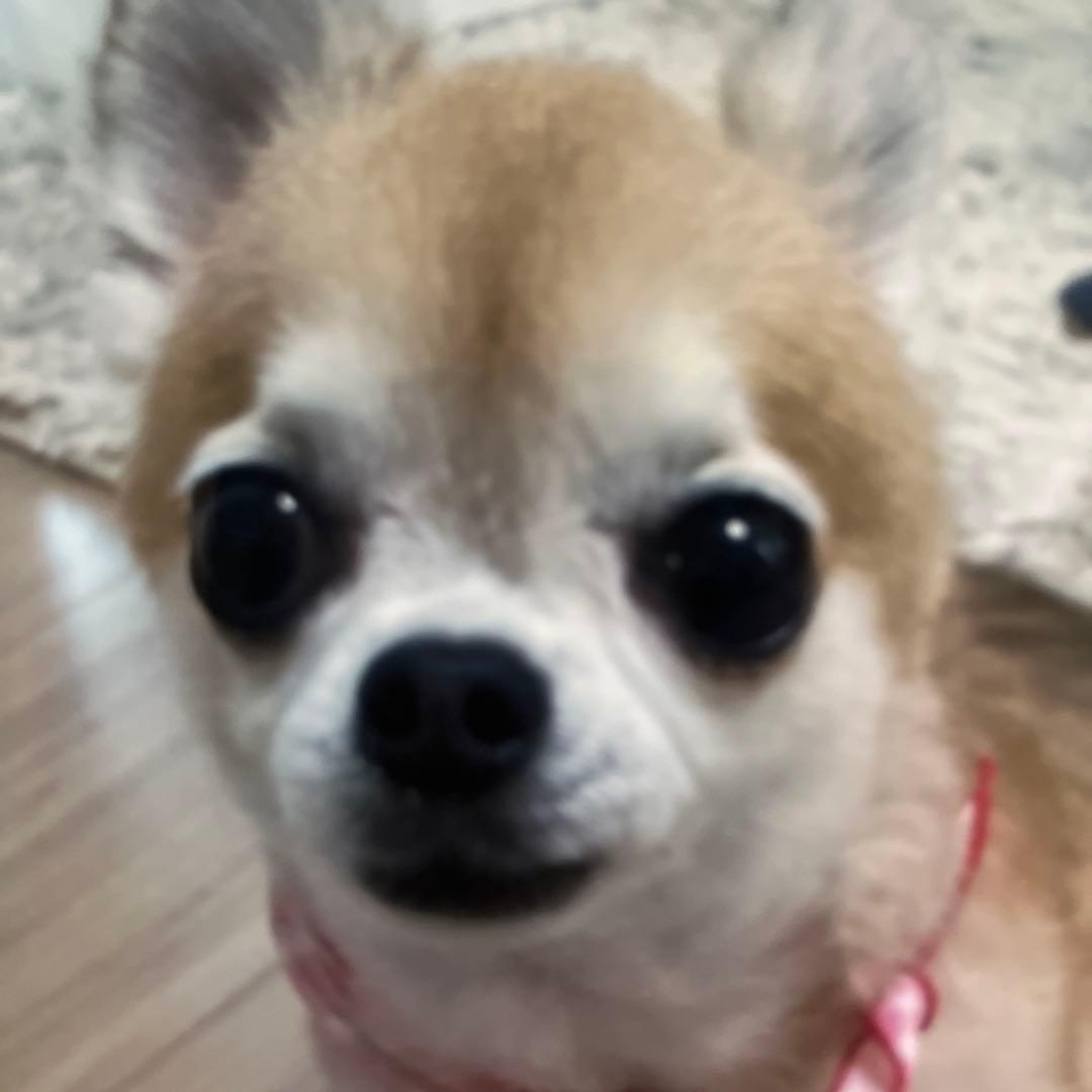 小型犬用手編み服　ティナ