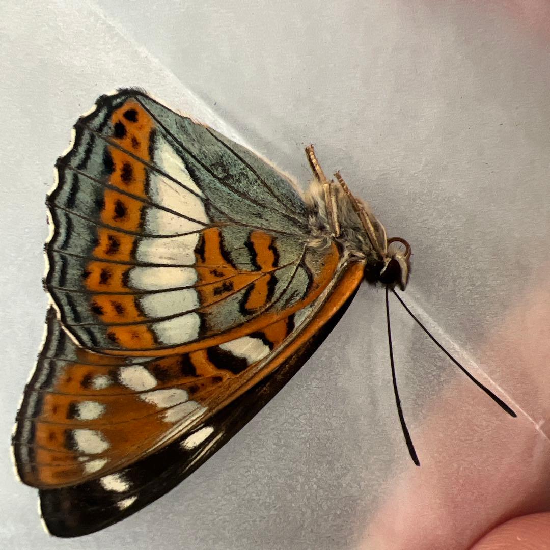 オオイチモンジ　モンゴル産10頭セット売り