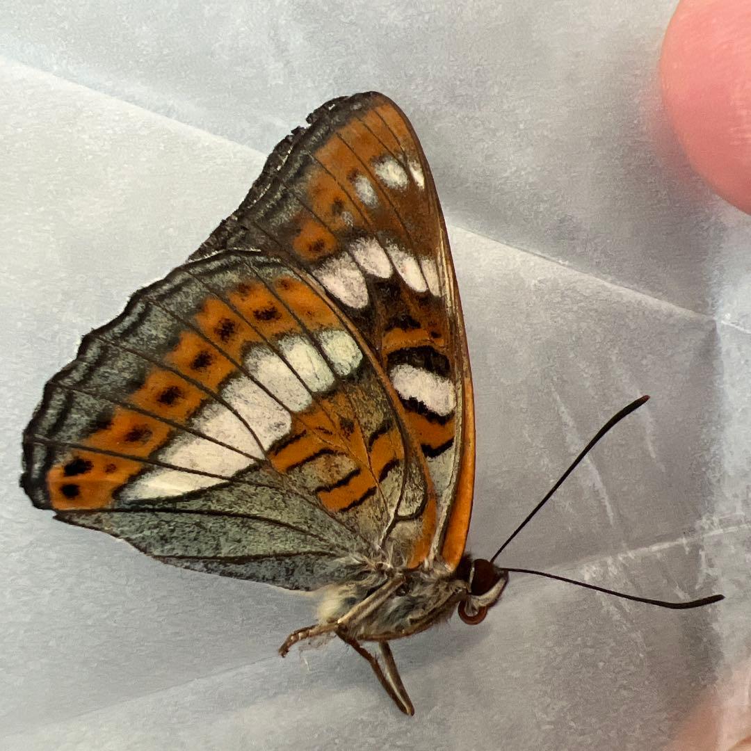 オオイチモンジ　モンゴル産10頭セット売り