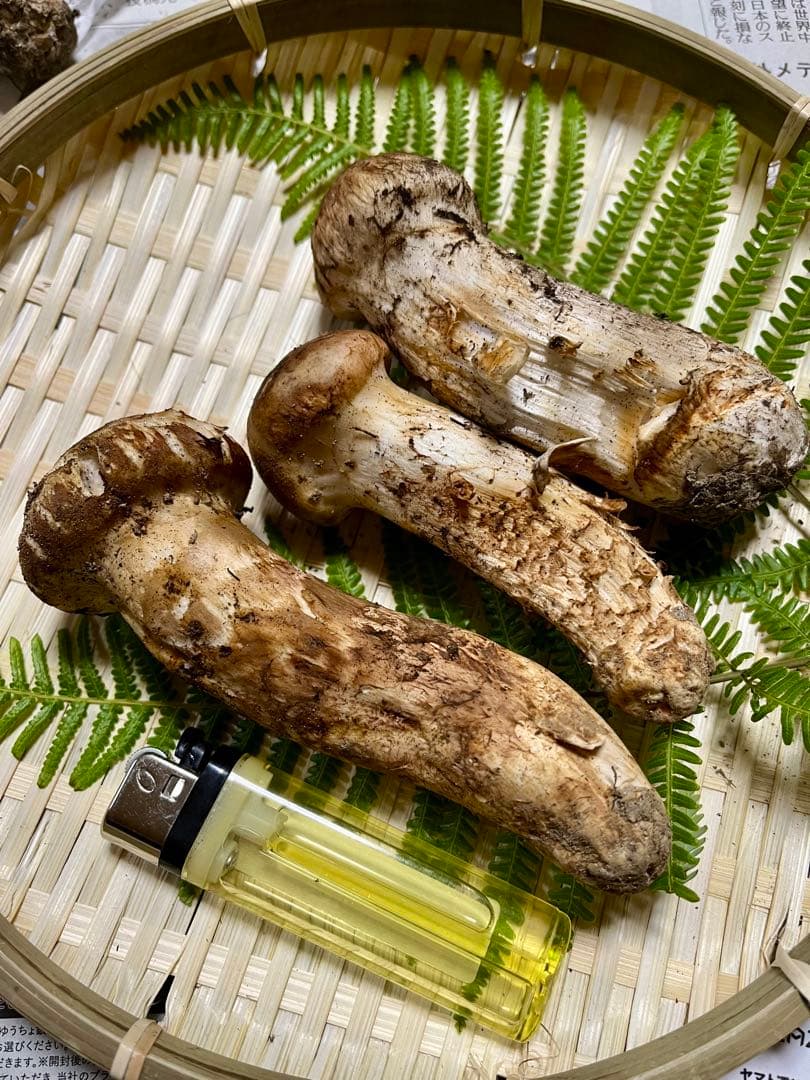 【大阪泉州産】天然松茸 採れたて3本115g国産