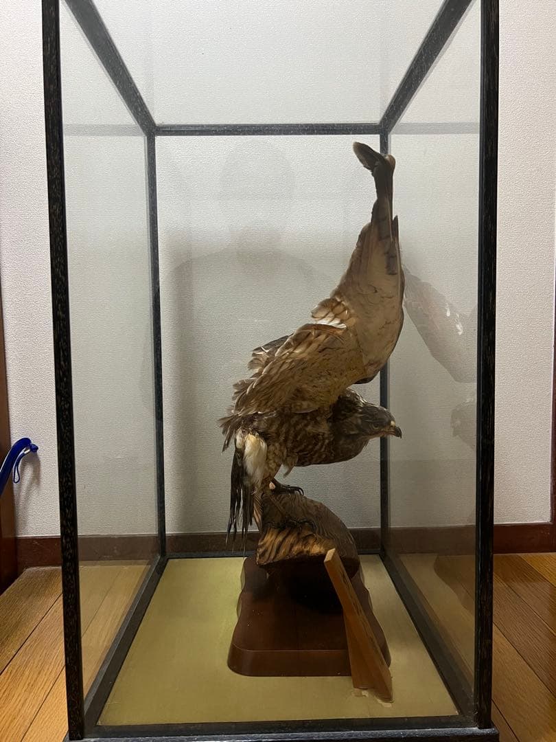 さしば鷹　剥製　(梱包・発送たのメル便5000円含)