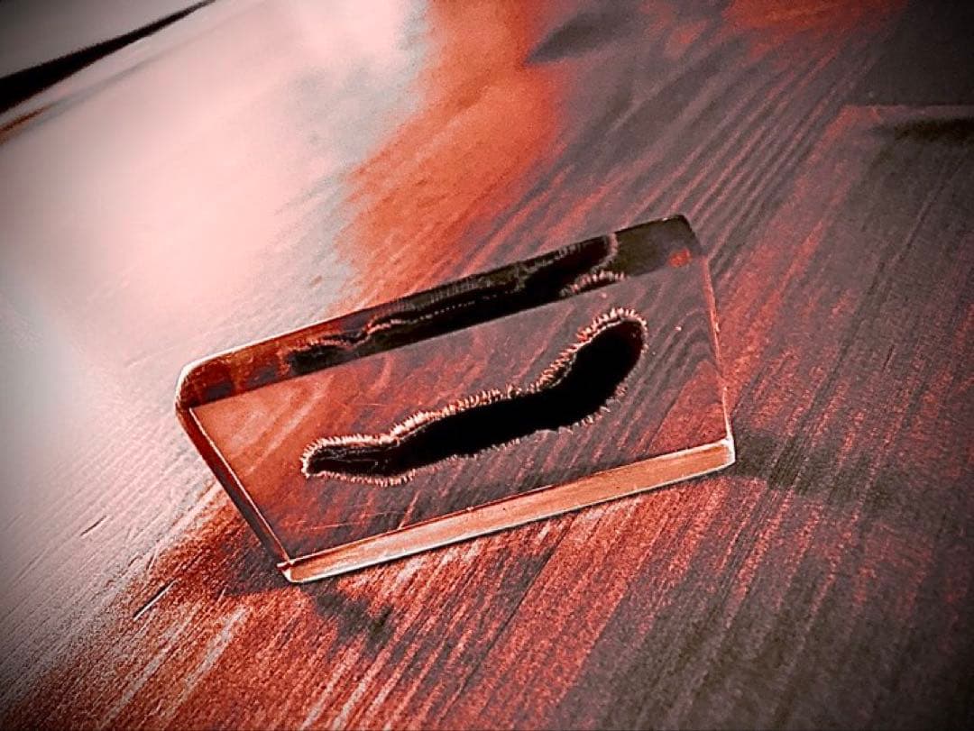 ウミケムシ/海毛虫の氷漬け