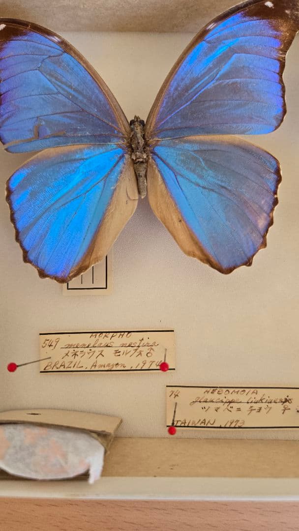 週末セール【レア年代物値下げ】蝶 標本 3種 1970年代物