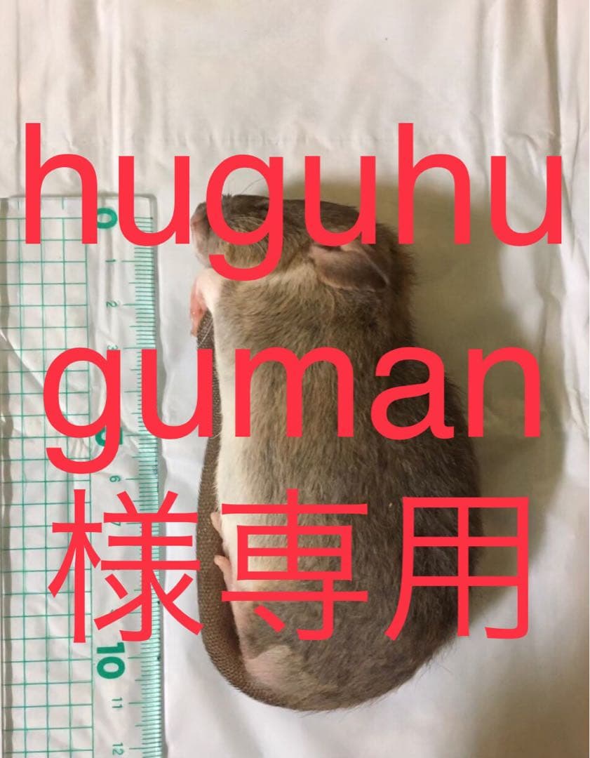 爬虫類・両生類のエサ ADM20 ADL10 SS10 S10 SM10 M10 ML10