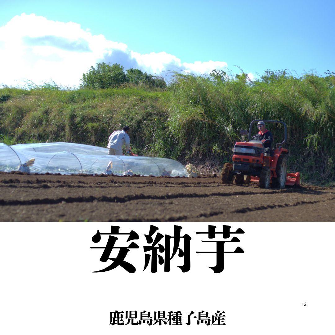 安納芋(紅) Mサイズ 25キロ　種子島産 ◆大地と太陽と潮風に育まれた安納芋◆