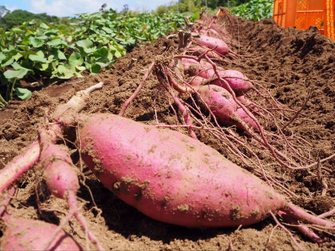 安納芋(紅) Mサイズ 25キロ　種子島産 ◆大地と太陽と潮風に育まれた安納芋◆