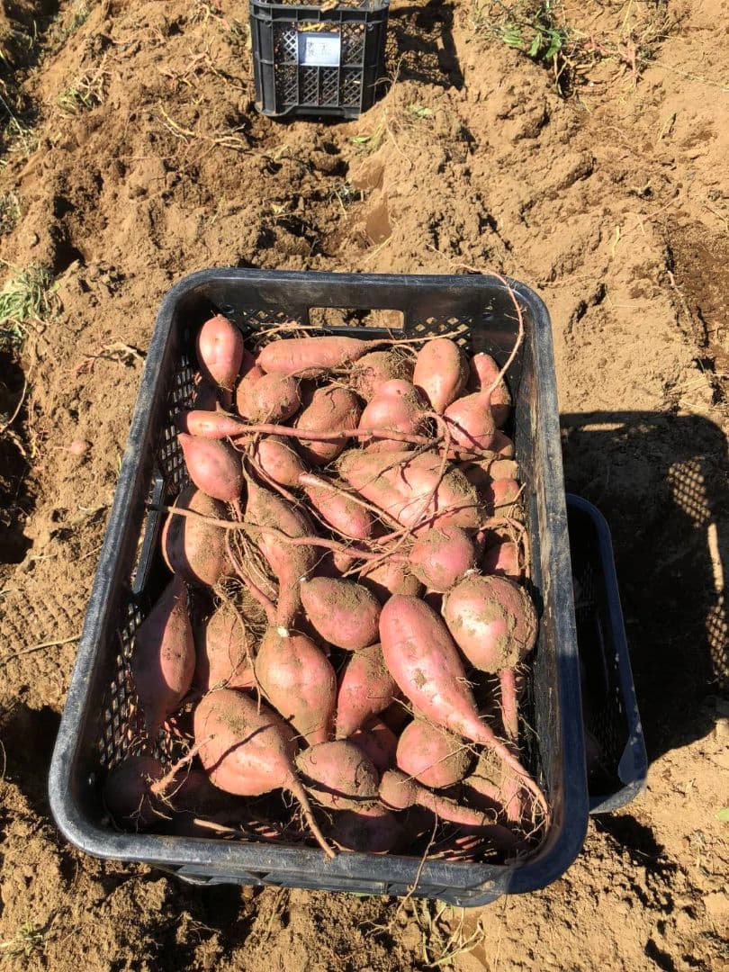 安納芋(紅) Mサイズ 25キロ　種子島産 ◆大地と太陽と潮風に育まれた安納芋◆