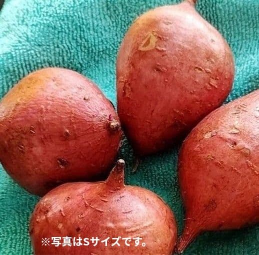 安納芋(紅) Mサイズ 25キロ　種子島産 ◆大地と太陽と潮風に育まれた安納芋◆