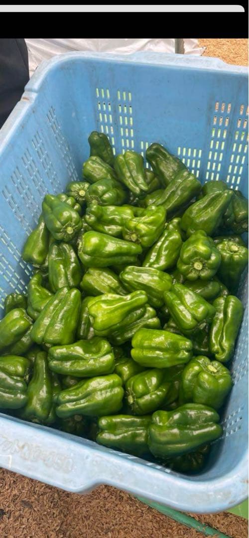 ※ （株）MIRISE FARM※高知県産ピーマン13キロ　送料込み