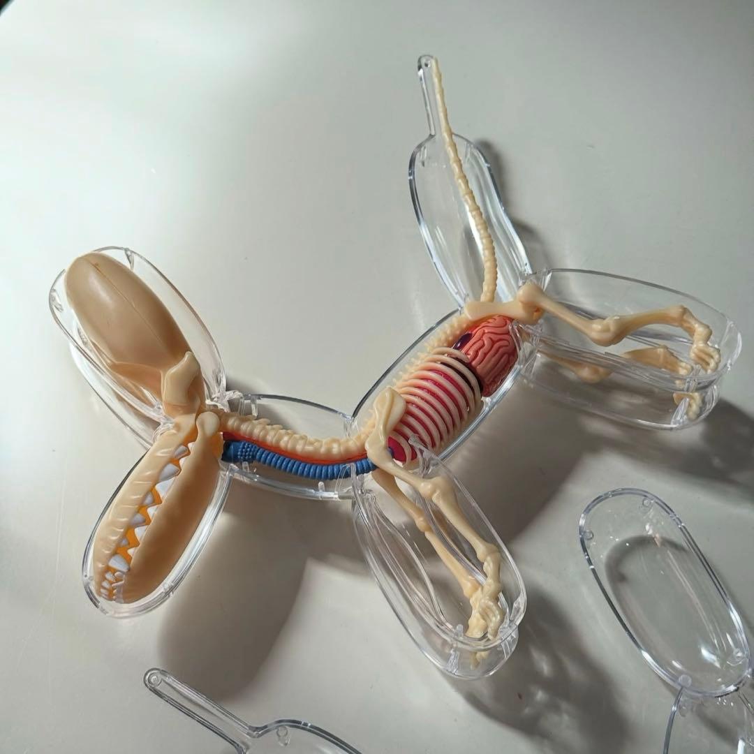 4DMASTER Balloon Dog Anatomy バルーンドッグ