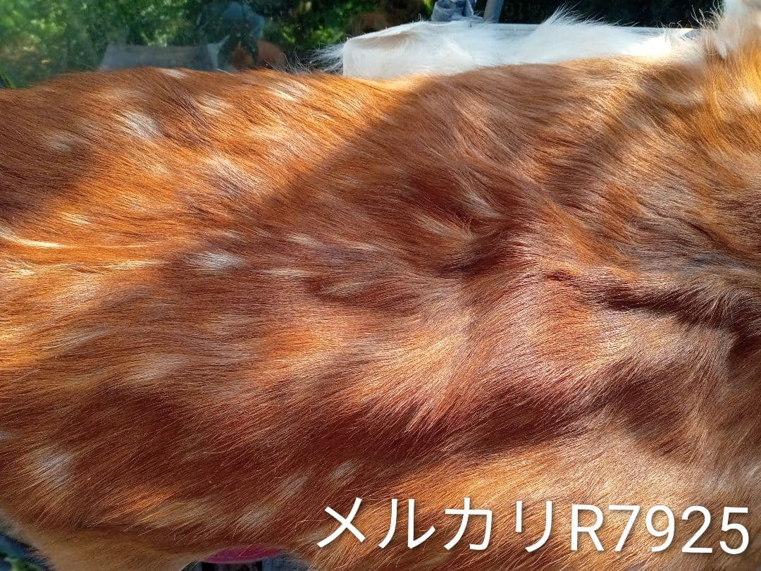 天然日本鹿　夏毛　毛皮