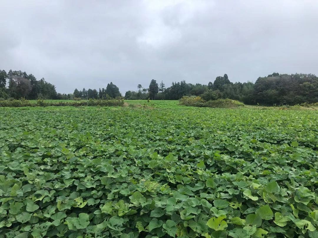 シルクスイート20KG Sサイズ A等級 千葉県産　さつまいも