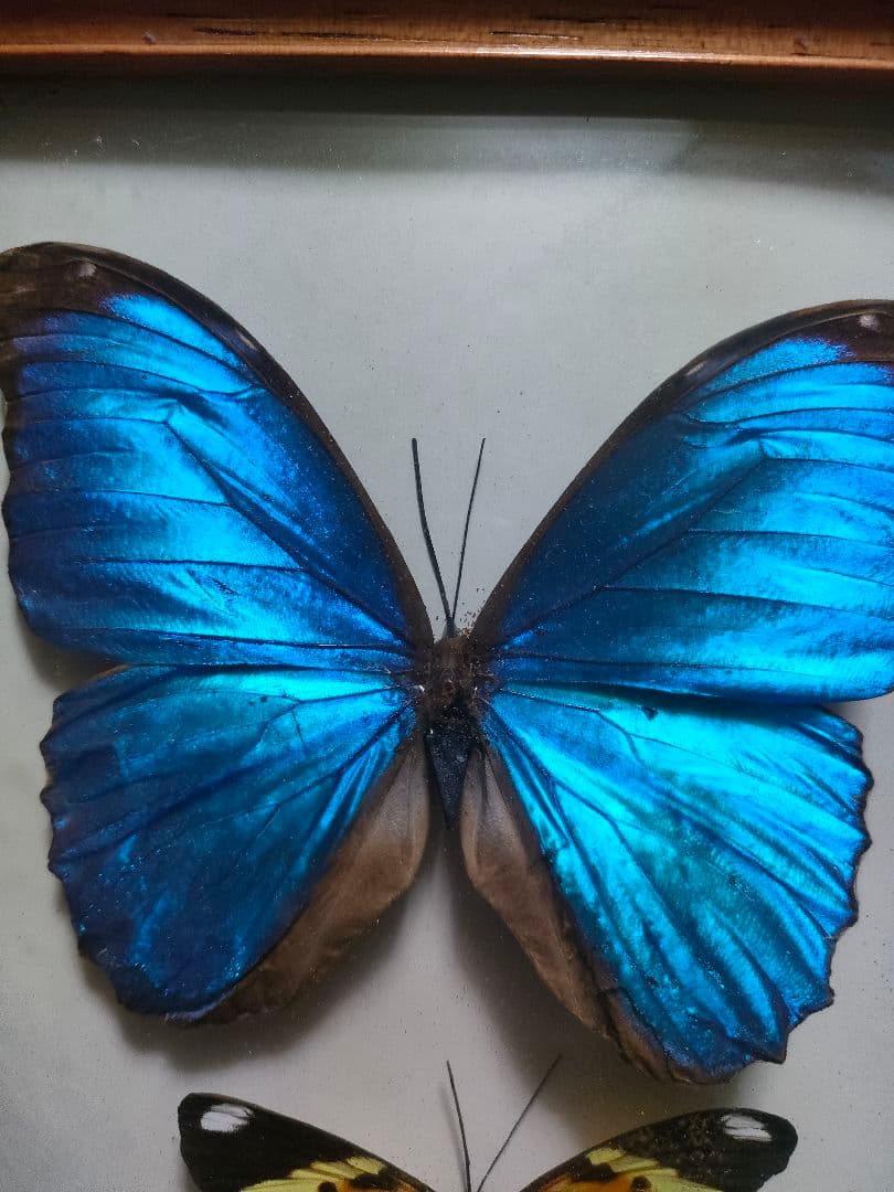 蝶の標本　モルフォ蝶など大小10点