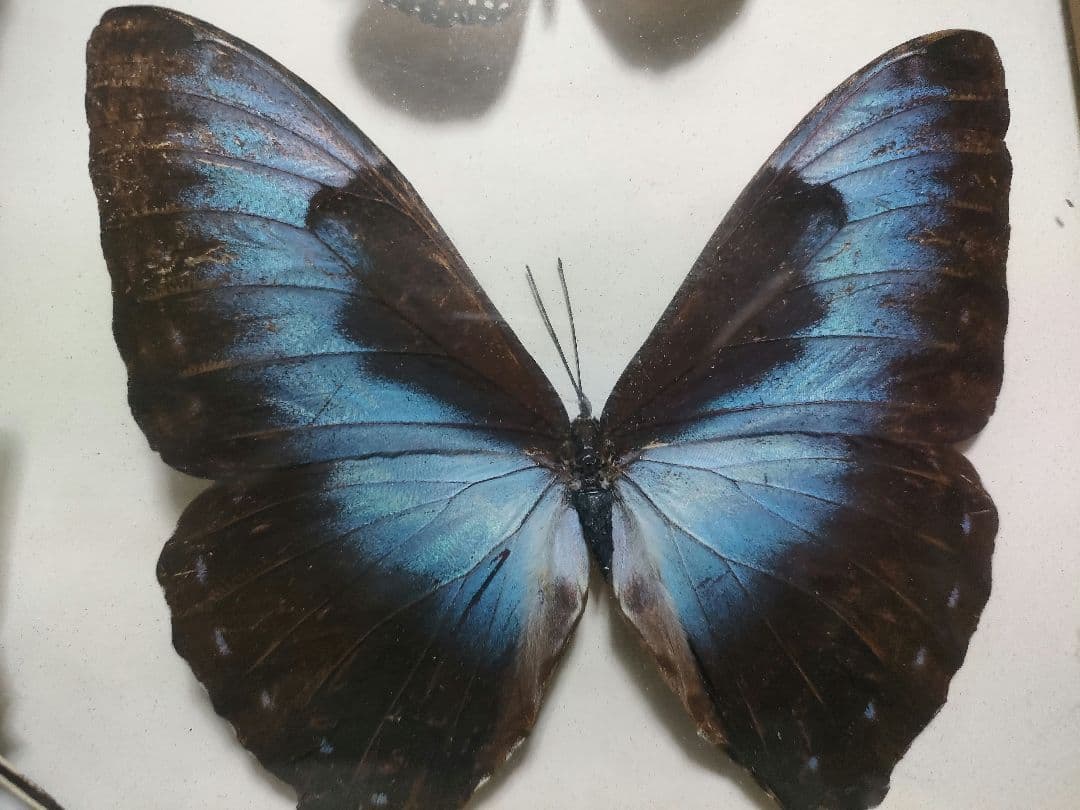 蝶の標本　モルフォ蝶など大小10点