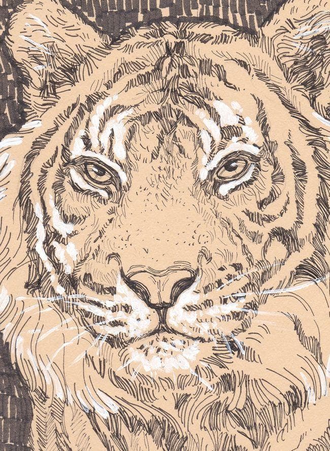 イラスト　原画　アンナ・スマルシュク 「虎」