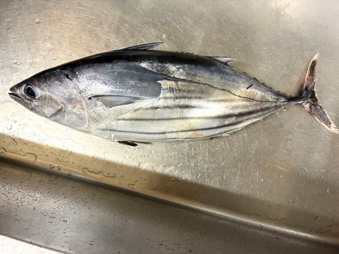 港直送　天然新鮮鰹　75センチ前後　5〜6キロ