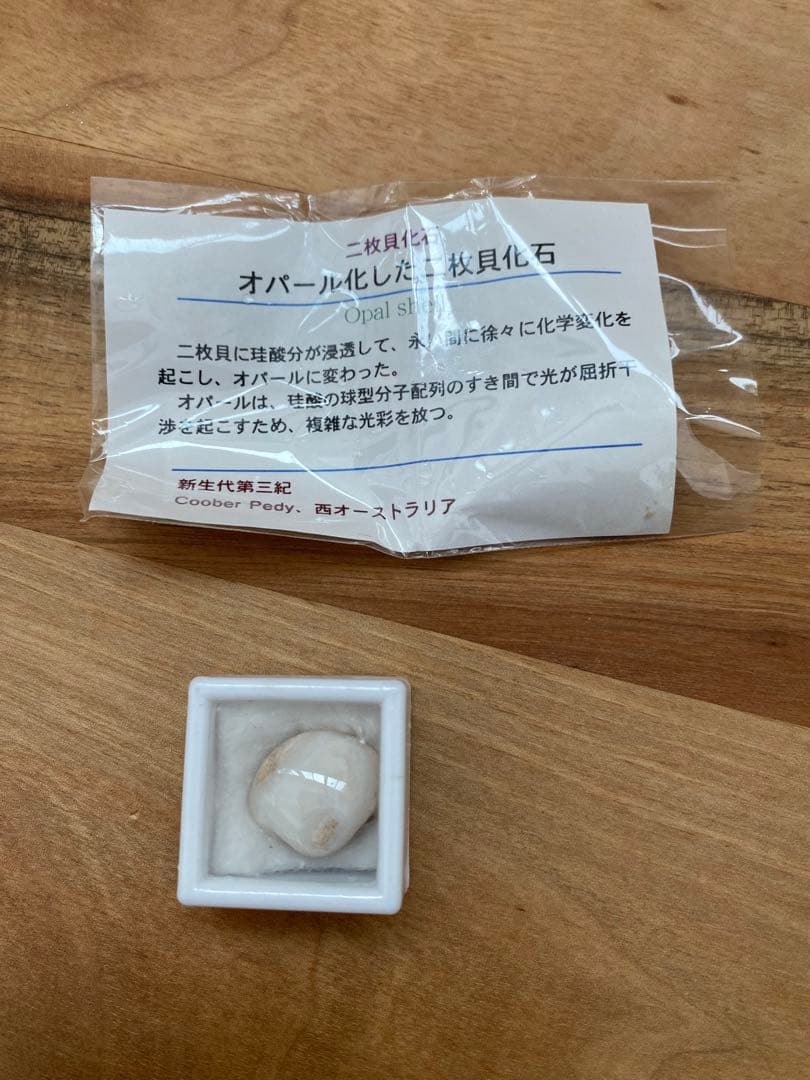 オパール化した2枚貝化石