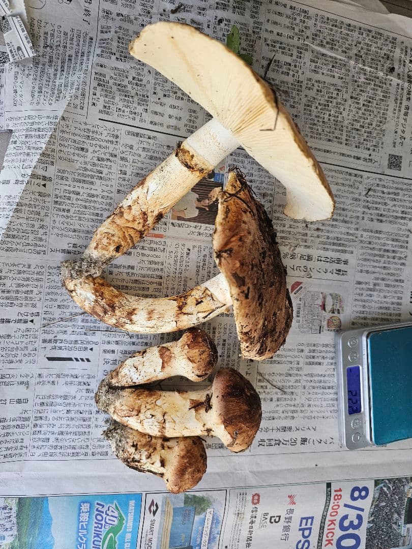 南信州産　新鮮な松茸　約５００グラム