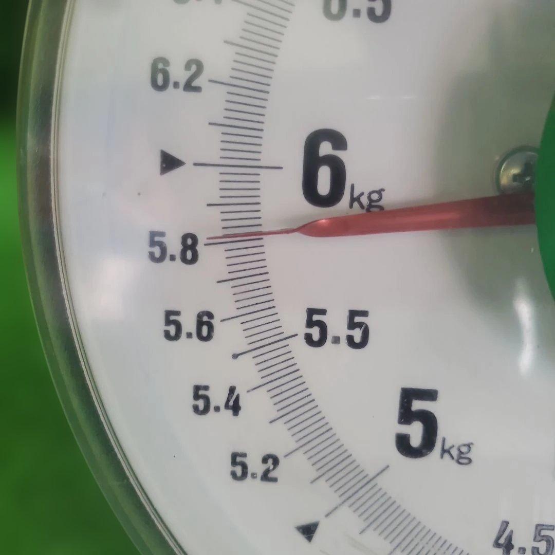 6️⃣ 山梨県産 種無し巨峰１０房 箱込み5.7キロ