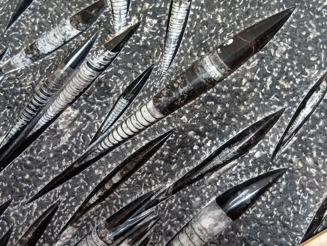 オルソセラスの化石のオブジェ