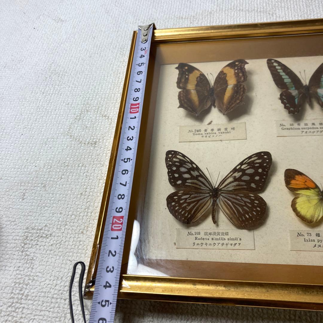 蝶の標本コレクション