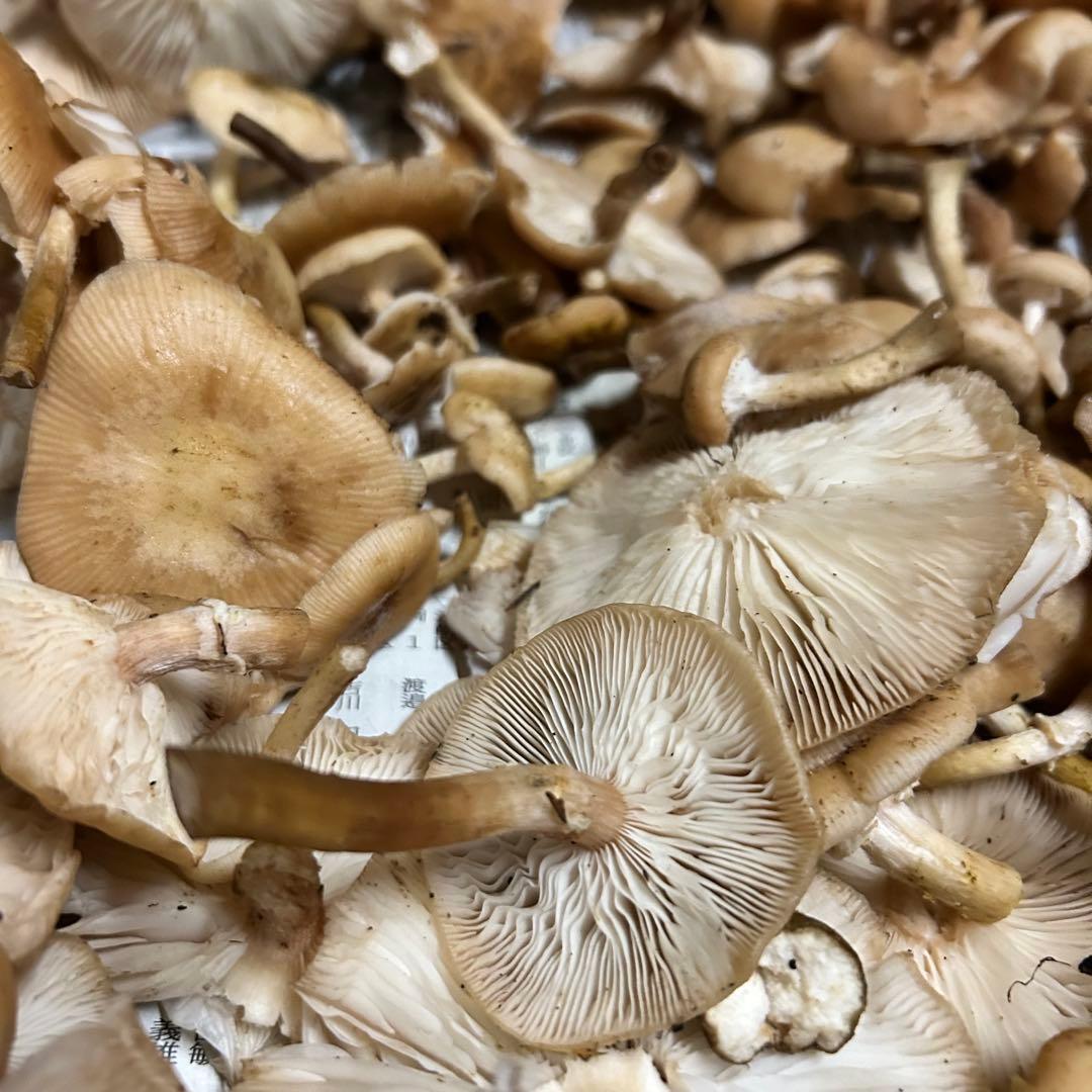 新潟県産天然ナラタケ 洗浄処理済み 約1.9kg クール便