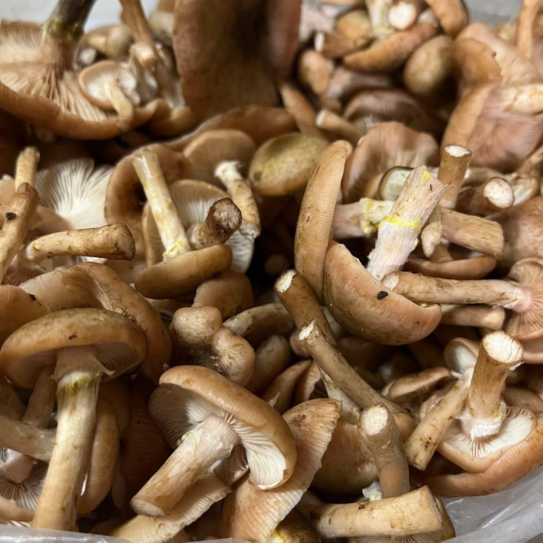 新潟県産天然ナラタケ 洗浄処理済み 約1.9kg クール便