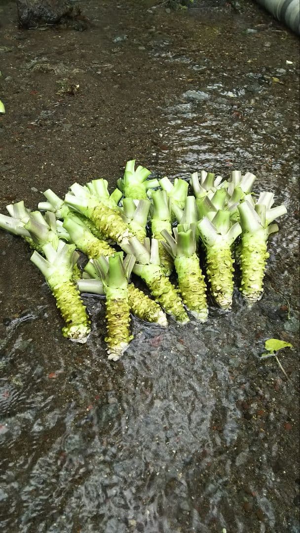 えりんぎページ