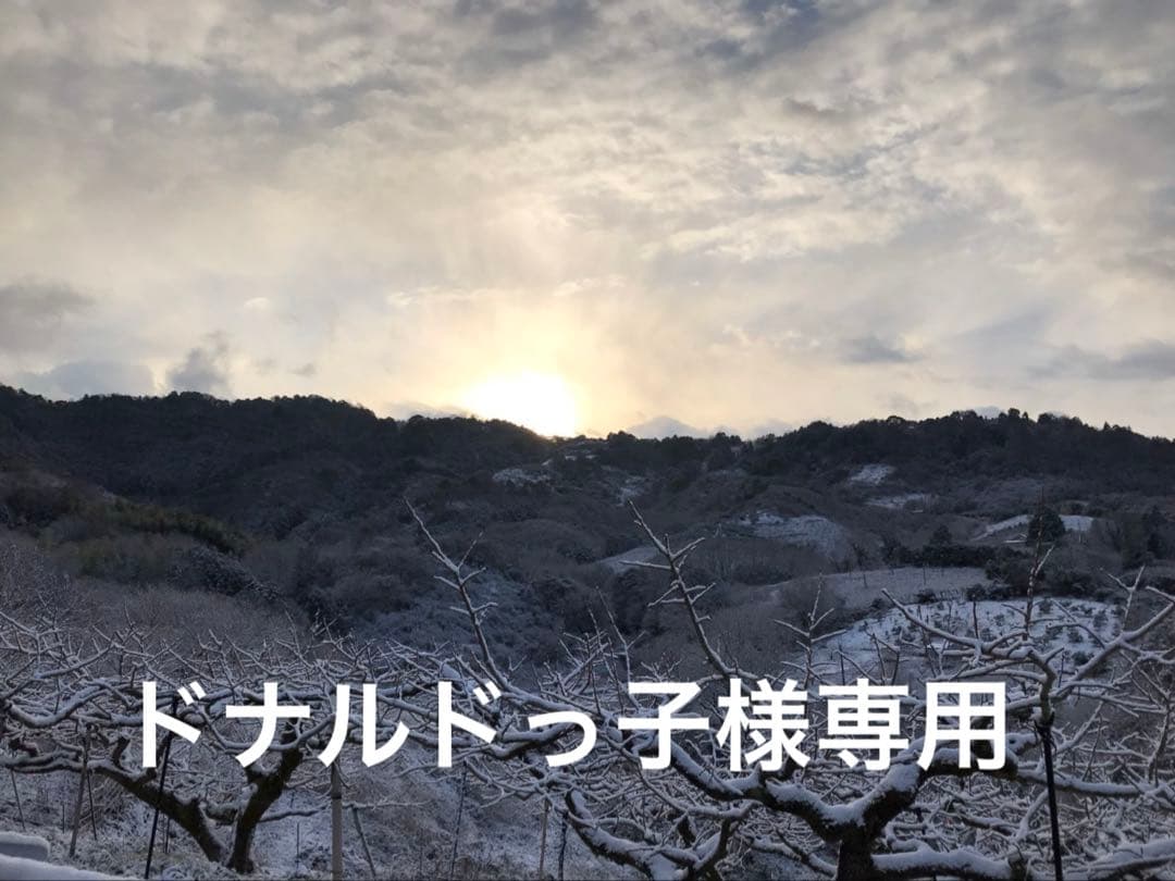 ドナルドっ子　和田果樹園の果物　10kg