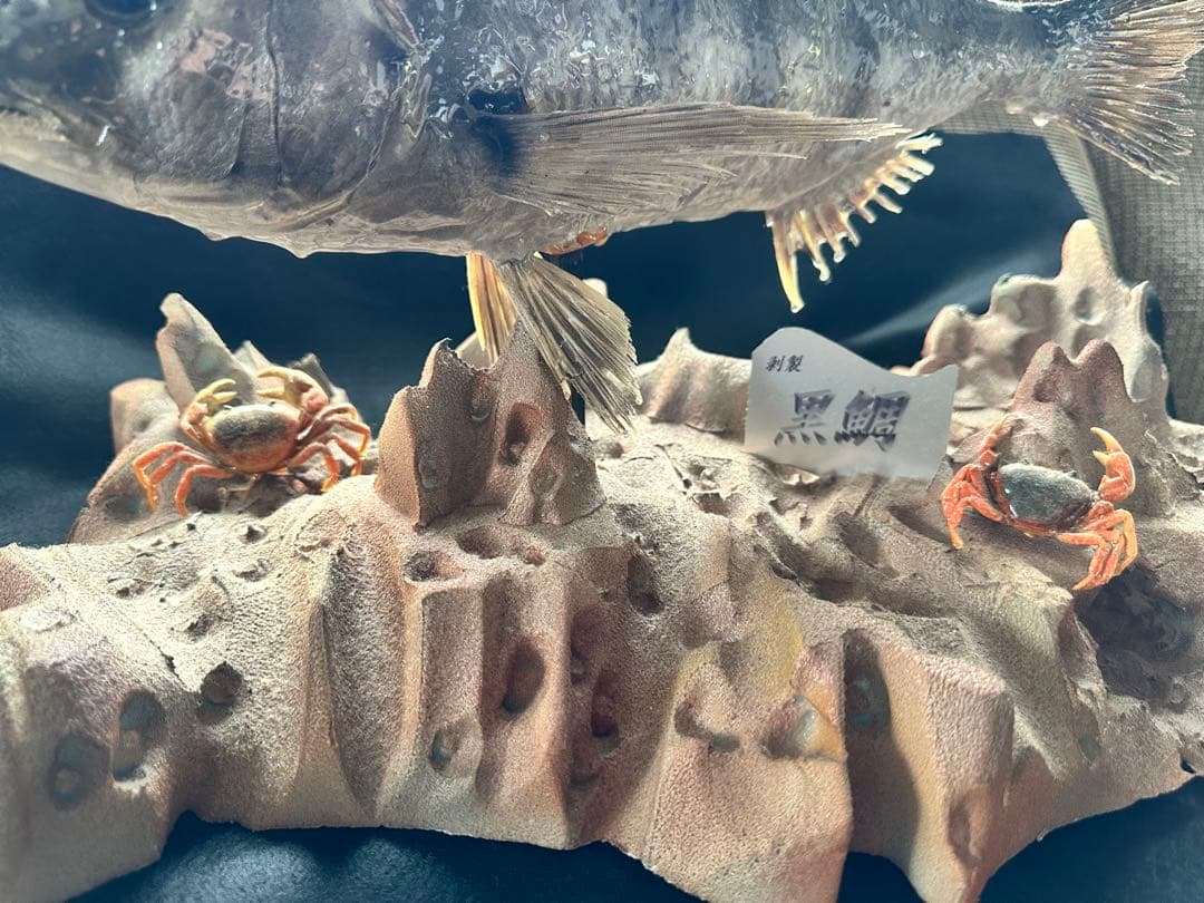 【激レア・適品】チヌ（黒鯛）剥製