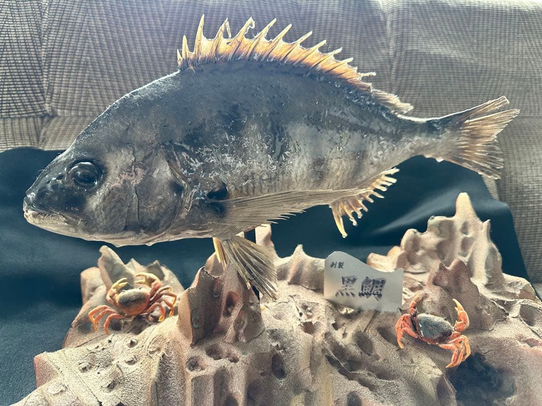 【激レア・適品】チヌ（黒鯛）剥製