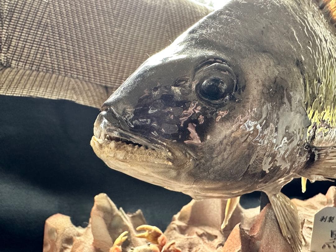 【激レア・適品】チヌ（黒鯛）剥製