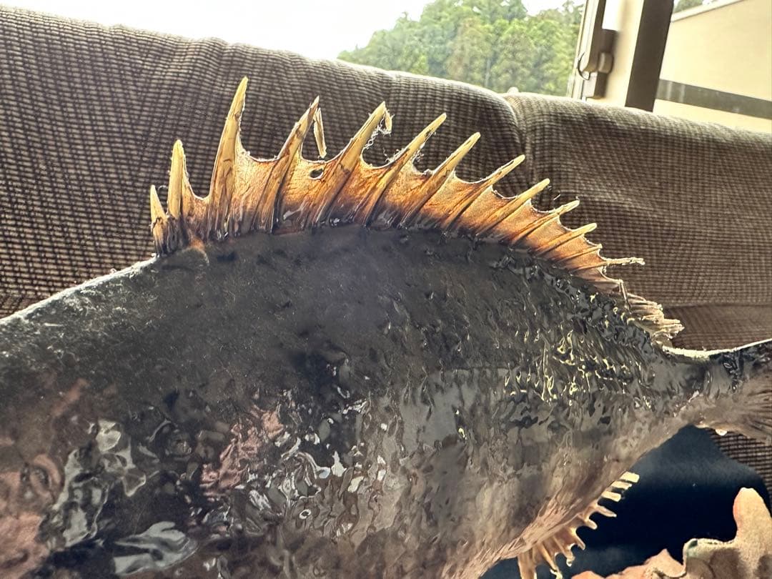 【激レア・適品】チヌ（黒鯛）剥製