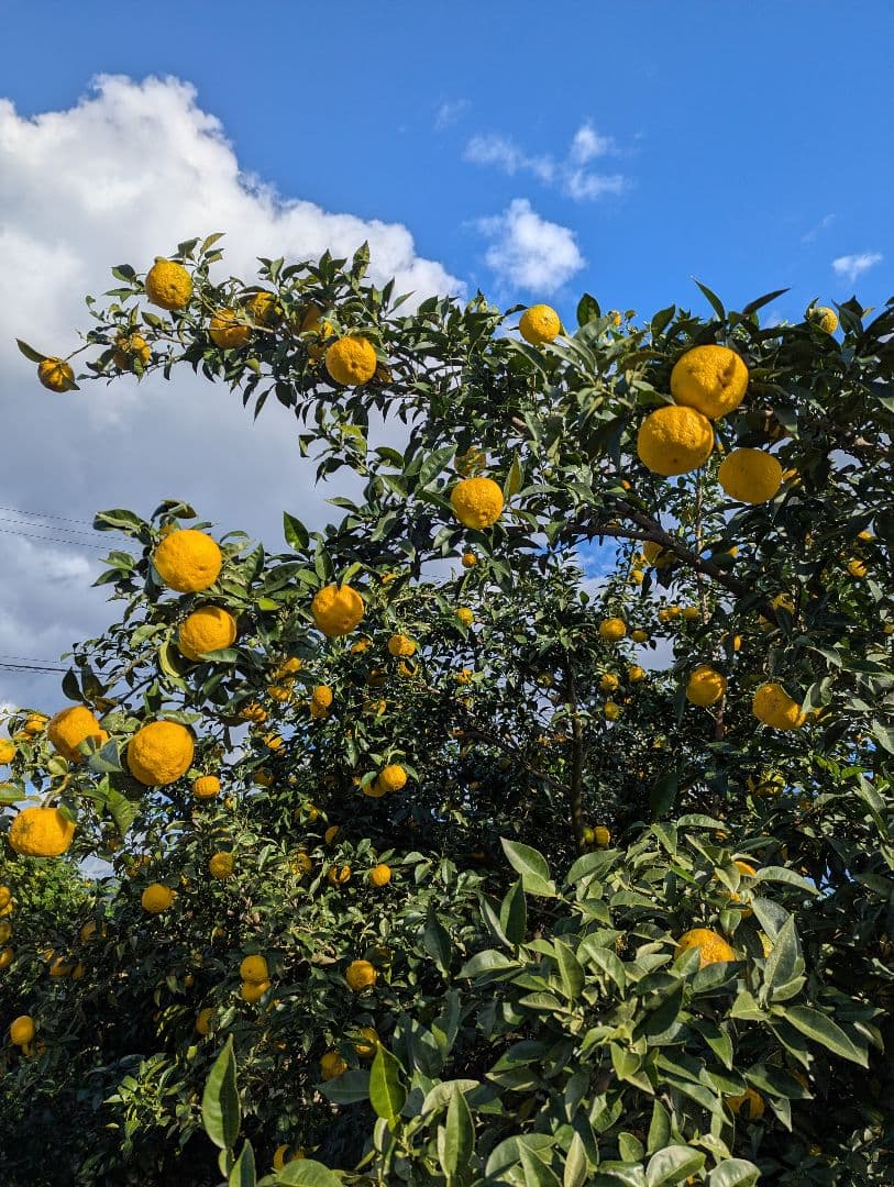 【4537r様】18愛媛県産 ゆず 本柚子 家庭用 10kg × 二箱