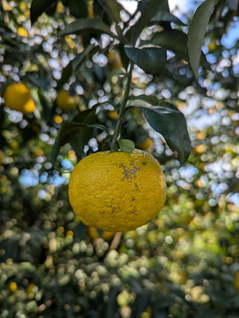 【4537r様】18愛媛県産 ゆず 本柚子 家庭用 10kg × 二箱