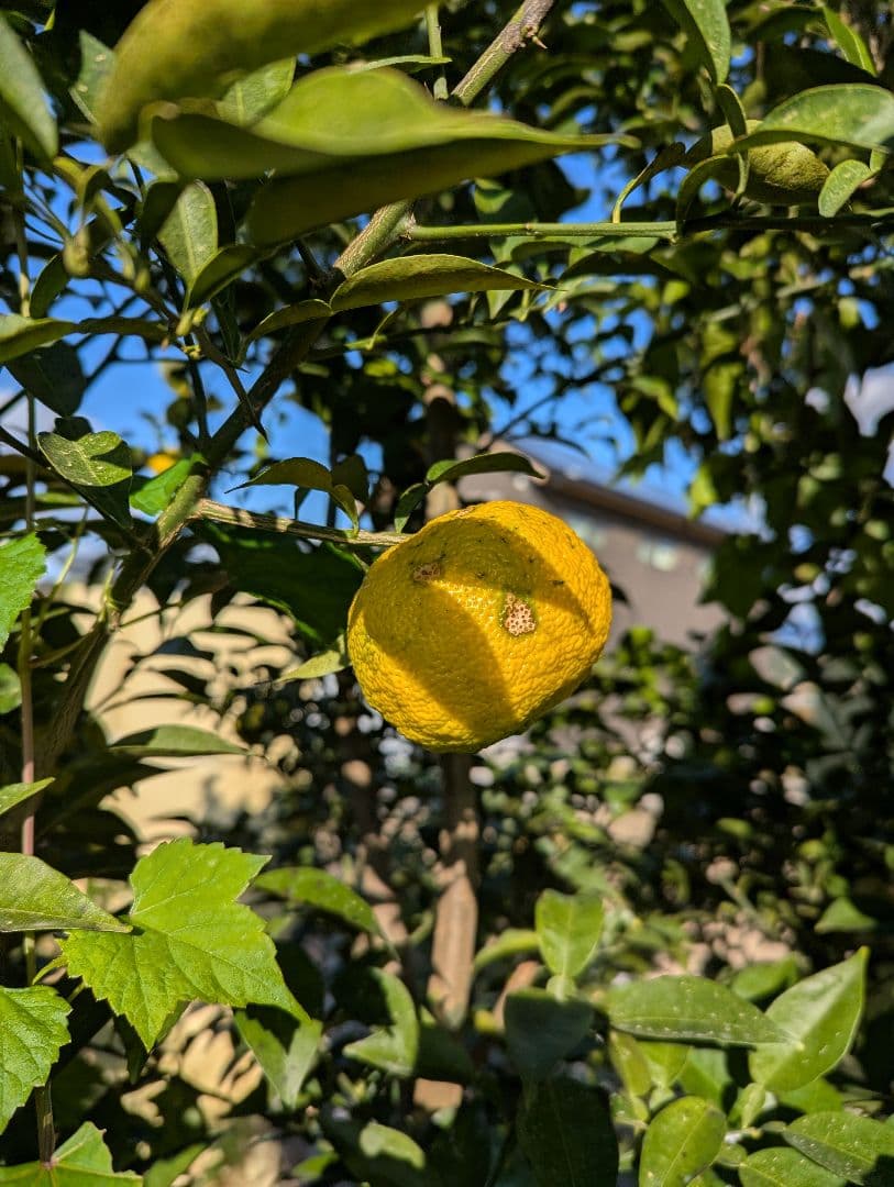 【4537r様】18愛媛県産 ゆず 本柚子 家庭用 10kg × 二箱