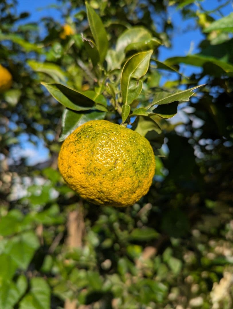 【4537r様】18愛媛県産 ゆず 本柚子 家庭用 10kg × 二箱