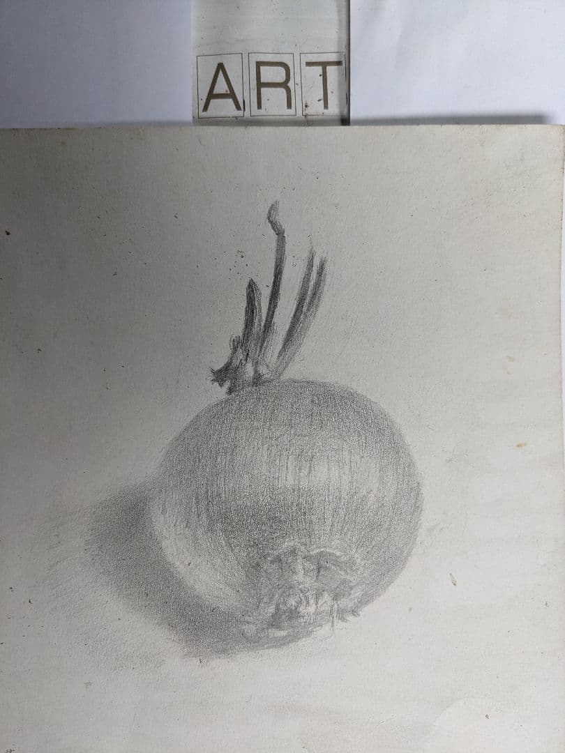 玉ねぎの鉛筆画 静物画玉ねぎ